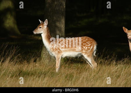 Fallow Deer (Cervus dama) - Doe Banque D'Images