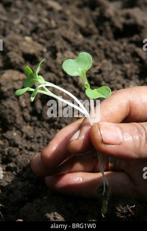 Mains tenant un jeune plant est planté dans un sol noir riche. Banque D'Images