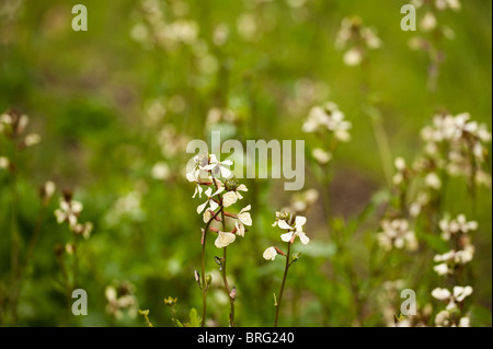 Roquette salade, Eruca vesicaria subsp sativa, en fleurs Banque D'Images