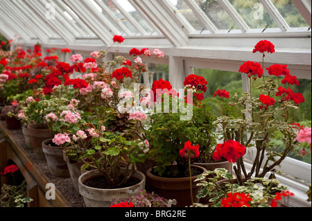 Pélargonium zonale, géraniums, de plus en plus les jardins perdus de Heligan à Cornwall, Royaume-Uni Banque D'Images