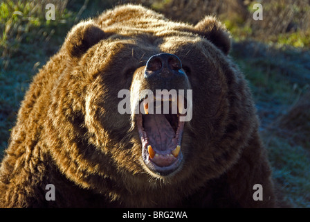 De l'ours grizzli Ursus arctos-2007 -l'ours grizzli (Ursus arctos-2007  Banque D'Images