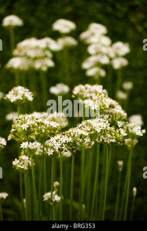 La ciboulette, ail Allium tuberosum, en fleurs Banque D'Images