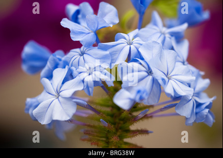 Cape Leadwort Plumbago auriculata,, en fleurs Banque D'Images