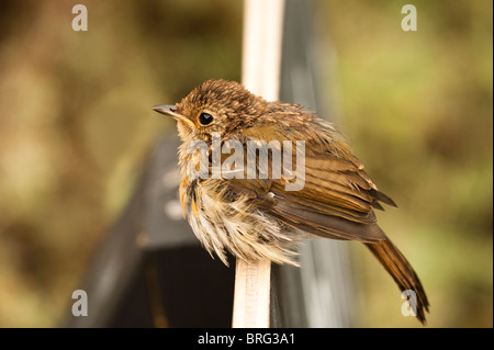 Les juvéniles, Robin Erithacus rubecula aux abords Banque D'Images