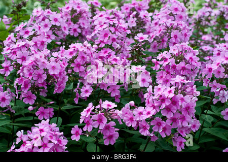 Phlox paniculata fleurs EVA CULLUM Banque D'Images