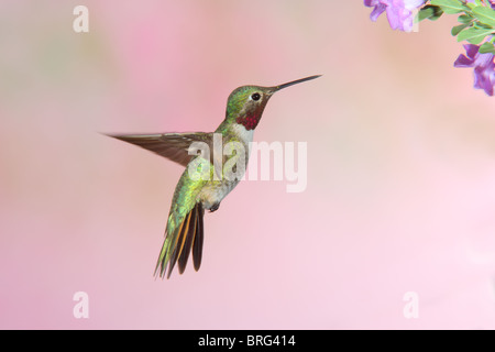 Large-tailed Hummingbird mâle adulte en vol. Banque D'Images