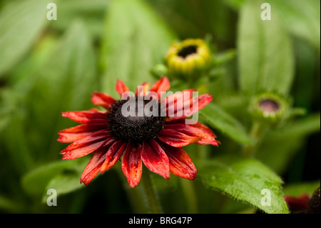 Coneflower, Rudbeckia 'Cherry Brandy', en fleurs Banque D'Images