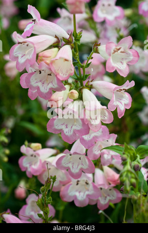 Penstemon fleurs YAYAMA Fujiyama Banque D'Images