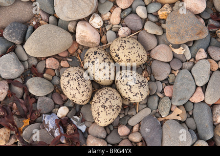 Le nid d'un Huîtrier pie (Haematopus ostralegus ) sur une plage britannique avec un nombre exceptionnellement important de l'embrayage 5 oeufs Banque D'Images