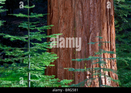Le Séquoia géant bois rouge avec petits sapin. Mariposa Grove. Yosemite National Park, Californie Banque D'Images
