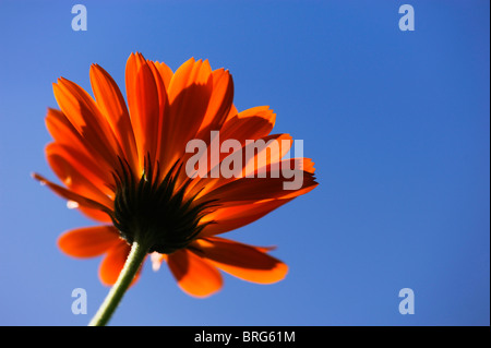 Calendula officinalis 'Orange King', souci officinal, de dessous Banque D'Images