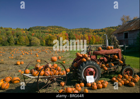 Une auto-cueillette de citrouilles et de terrain entouré de feuillage d'automne en automne près d'Orwell, Vermont Banque D'Images