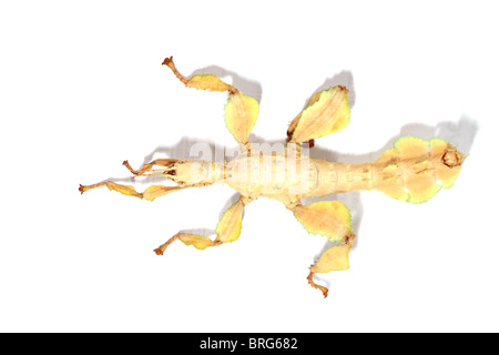 L'insecte feuille photographiée en studio Banque D'Images