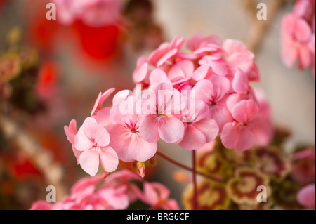 Pelargonium zonale 'Mrs 183', géraniums, de plus en plus les jardins perdus de Heligan à Cornwall, Royaume-Uni Banque D'Images