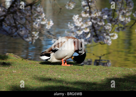 canard Banque D'Images