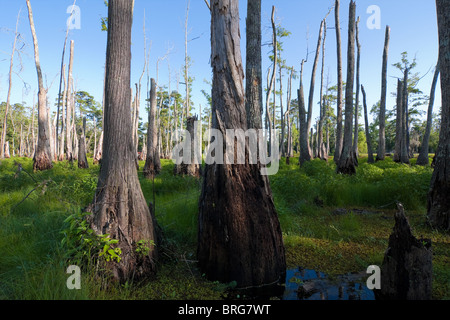 Les arbres majestueux cyprès chauve (Taxodium distichum) passer de tourbières marécageuses au Sam Houston Jones State Park, Lake Charles, en Louisiane. Banque D'Images