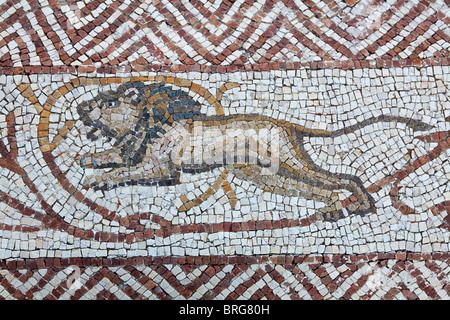 Mosaïque d'un lion à la Villa de Silin, près de Leptis Magna, Libye Banque D'Images