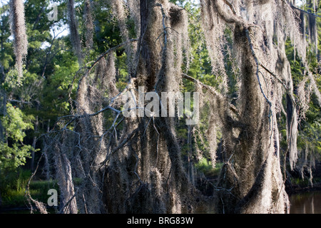 Tillandsia usneoides, mousse espagnole, poussant sur des arbres de cyprès chauve en tourbières marécageuses en Louisiane. Banque D'Images