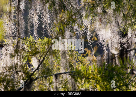 Tillandsia usneoides, mousse espagnole, poussant sur des arbres de cyprès chauve en tourbières marécageuses en Louisiane. Banque D'Images