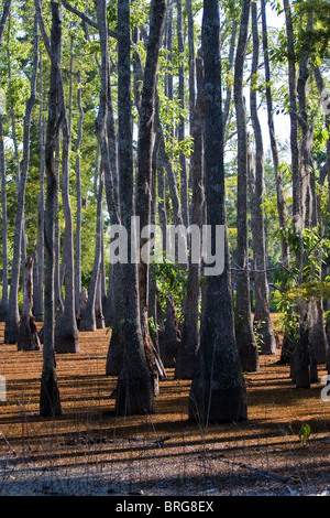 Les arbres majestueux cyprès chauve (Taxodium distichum) passer de tourbières marécageuses au Sam Houston Jones State Park, Lake Charles, en Louisiane. Banque D'Images