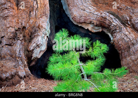 Pine Tree et brûlé une partie de séquoia géant (Sequoiadendron giganteum). Mariposa Grove. Yosemite National Park, Californ Banque D'Images