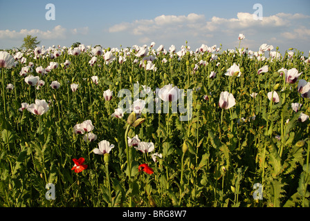 Deux fleurs de pavot rouge dans un champ de coquelicots blancs Banque D'Images