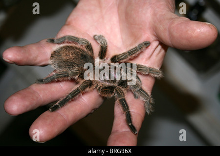 Grammostola rosea Mygale Rose du Chili en main à "Animal Magic' Event, Martin simple WWT, Lancashire UK Banque D'Images