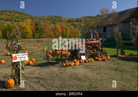 Une auto-cueillette de citrouilles et de terrain entouré de feuillage d'automne en automne près d'Orwell, Vermont Banque D'Images