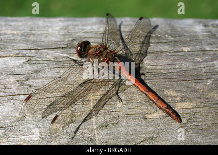 Sympetrum striolatum mâle vert commun prises à Martin simple WWT, Lancashire UK Banque D'Images