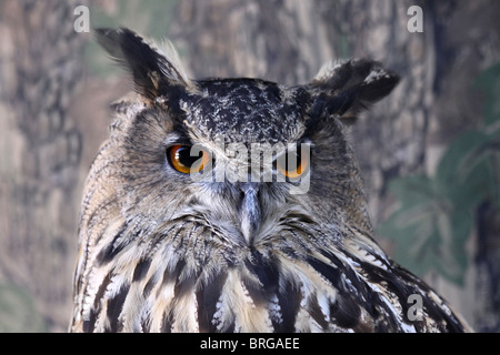 Chef d'une captive d'Eagle Owl Bubo bubo à "Animal Magic' Event, Martin simple WWT, Lancashire UK Banque D'Images