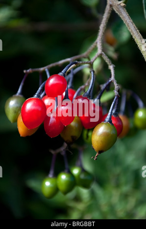 Morelle douce-amère ou Woody Berries Banque D'Images