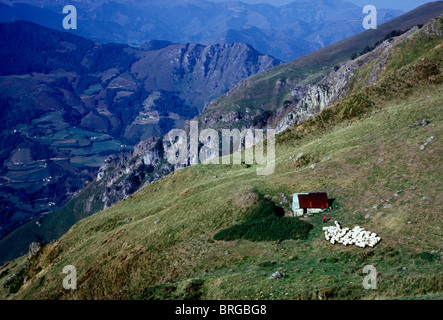 Berger Basque français, berger, troupeau de moutons, Pyrénées, Sainte-Engrace, Pays Basque, France, Europe Banque D'Images