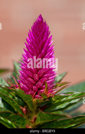 Celosia venezuela rose fleur en libre Banque D'Images