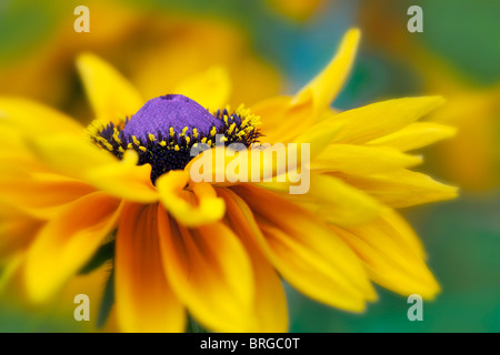 Boucle d'or Black Eyed Susan. Oregon Banque D'Images