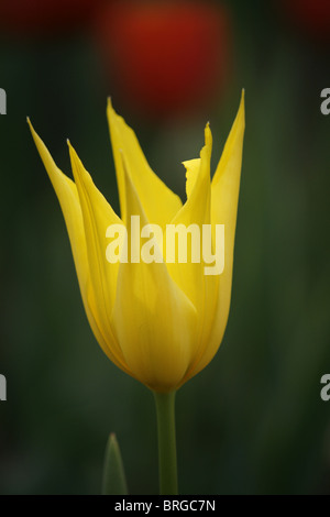 Fleur de tulipe jaune nommée Tulipa West Point, la floraison au printemps à Harlow Carr RHS dans le Yorkshire. Banque D'Images