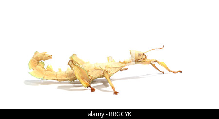 L'insecte feuille photographiée en studio Banque D'Images