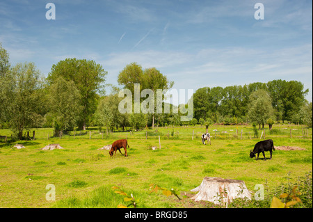 Paysage avec vaches de pâturage dans le Limbourg Néerlandais Banque D'Images