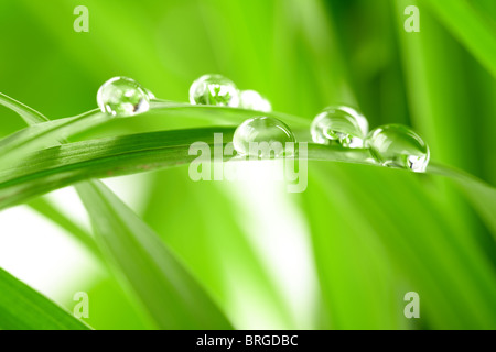 Gouttes d'eau sur l'herbe verte Banque D'Images