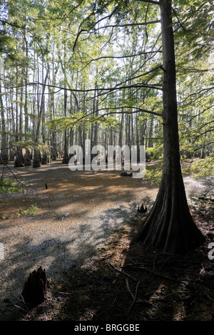 Les arbres majestueux cyprès chauve (Taxodium distichum) passer de tourbières marécageuses au Sam Houston Jones State Park, Lake Charles, en Louisiane. Banque D'Images