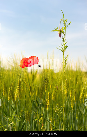 Fleurs sauvages comme les coquelicots près du champ de blé Banque D'Images