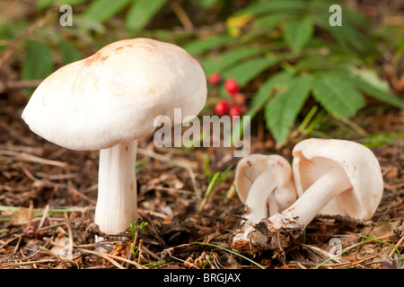 L'Agaricus arvensis (champignons) Banque D'Images