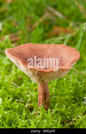 Bruant Milkcap (champignons Lactarius rufus) Banque D'Images