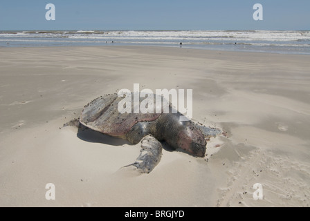 Dead tortue caouanne, Caretta caretta, sur la plage au Surfside, Texas Banque D'Images