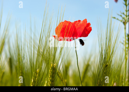 Fleurs sauvages comme les coquelicots près du champ de blé Banque D'Images