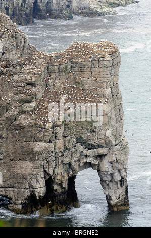 La colonie de Fou de Bassan sur les falaises de bempton, Yorkshire, Angleterre Banque D'Images