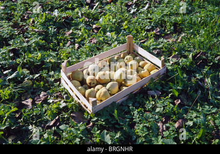 Quince en boîte Banque D'Images