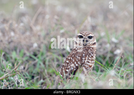 Un hibou qui monte la garde à l'entrée du nid Banque D'Images