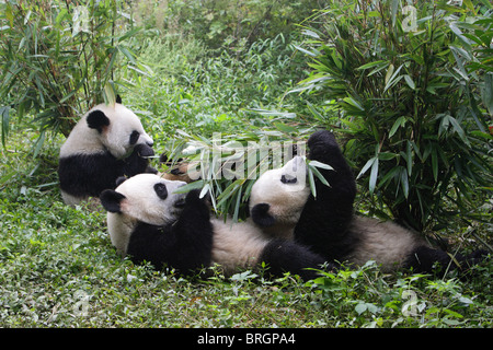 Panda géant Ailuropoda melanoleauca trois jeunes ours assis et allongé sur le sol de manger des pousses de bambou Banque D'Images