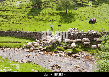 Un agriculteur du parc national de Yorkshire Dales qui arrondit ses moutons dans le village de Muker, Swaledale, North Yorkshire UK Banque D'Images