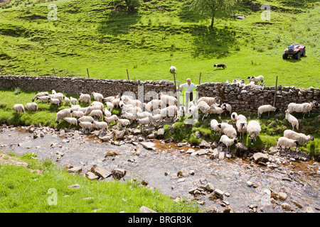 Un agriculteur du parc national de Yorkshire Dales qui arrondit ses moutons à côté du Beck de paille dans le village de Muker, Swaledale, North Yorkshire UK Banque D'Images